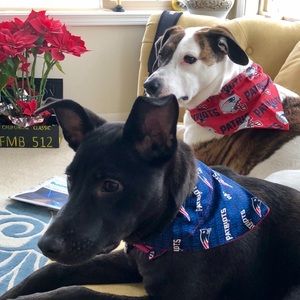 Meet your Posher, Dawn